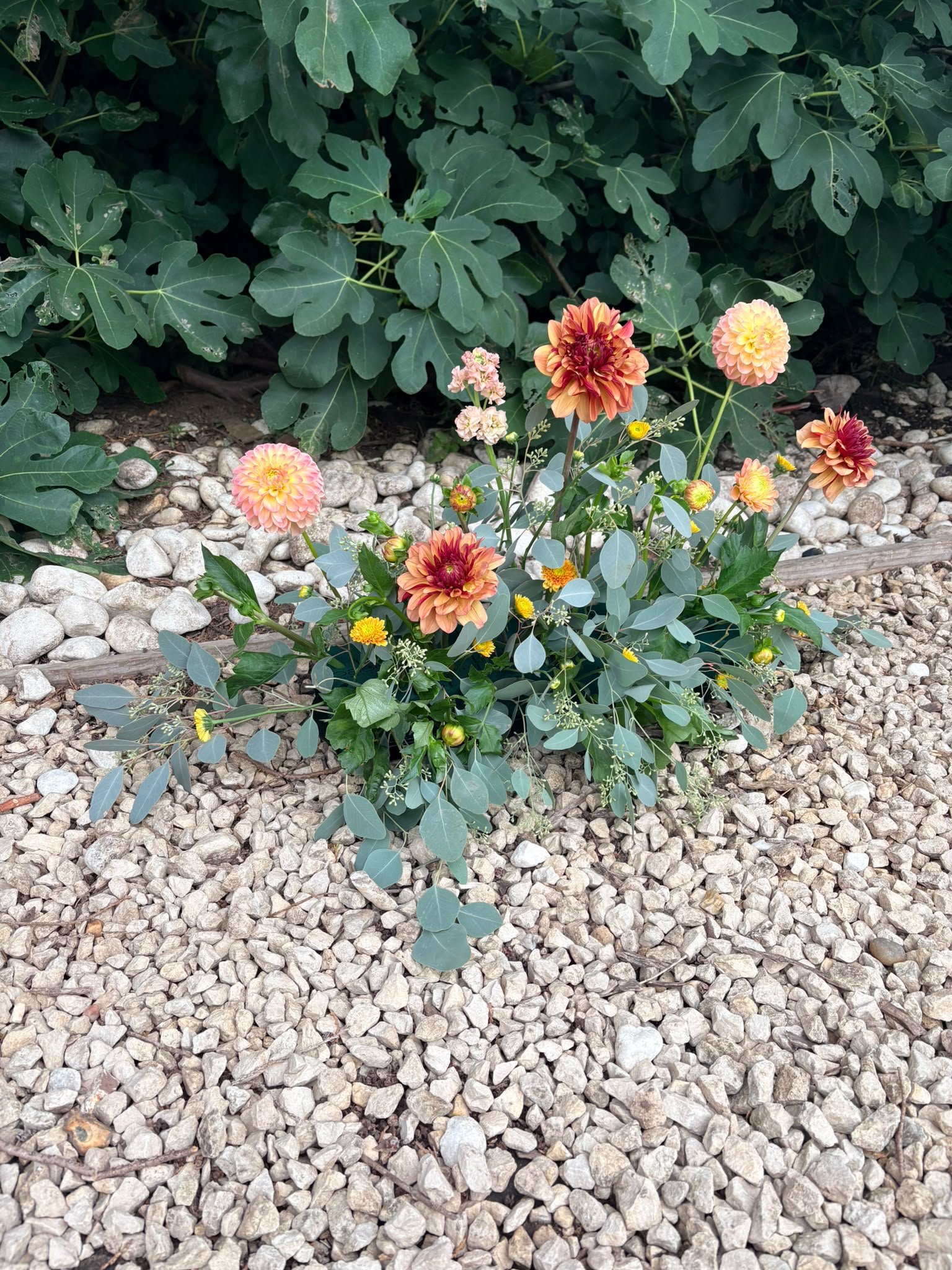 Colorful dahlias and other flowers growing among green leaves in a garden bed with a layer of small white stones.