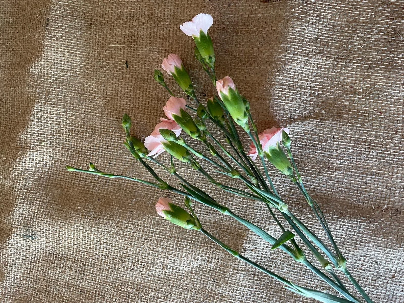 A bunch of light pink carnations with green stems and unopened buds lying on a brown burlap fabric.