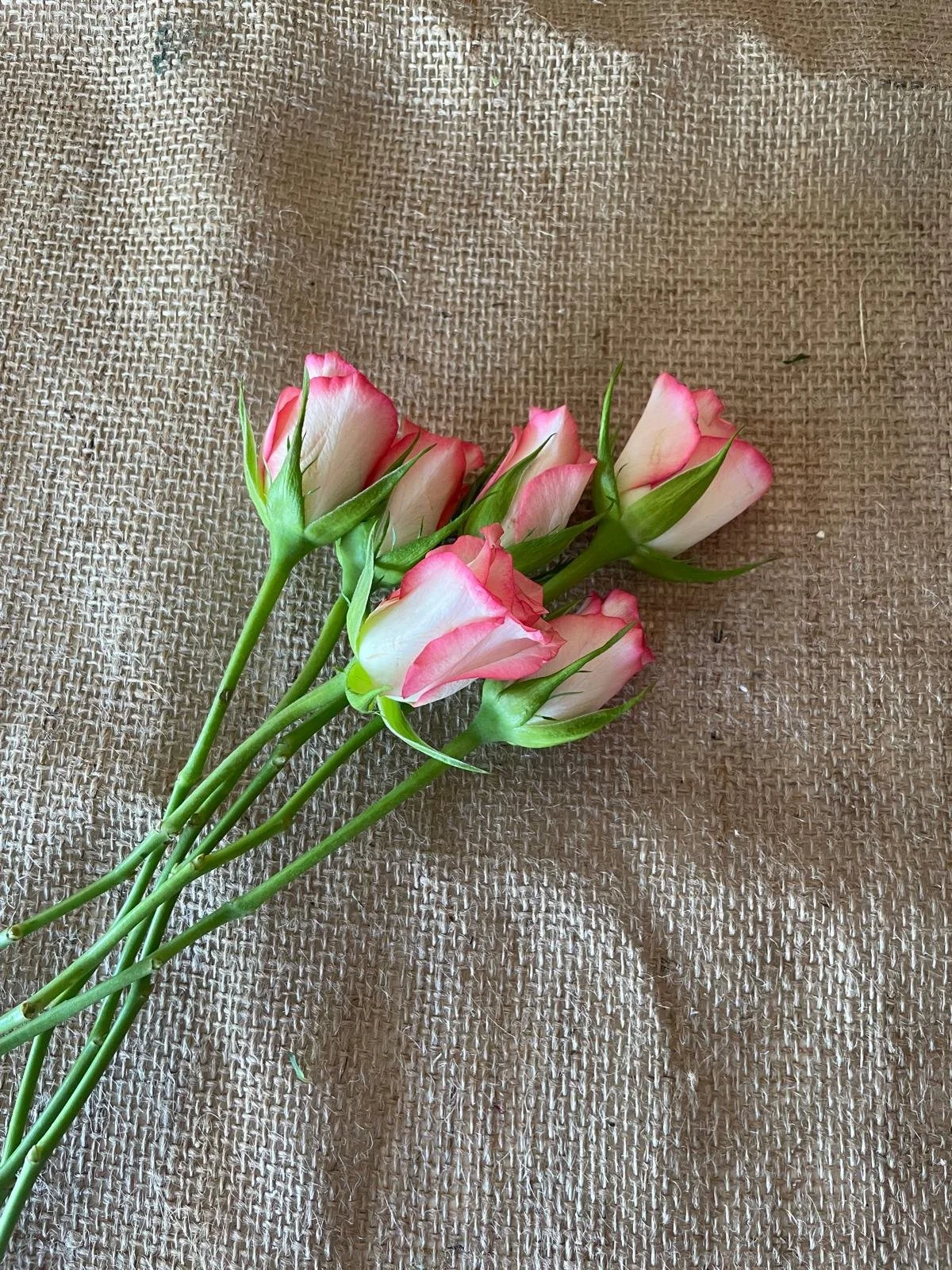 A bouquet of pink and white roses with green stems resting on a textured burlap fabric.