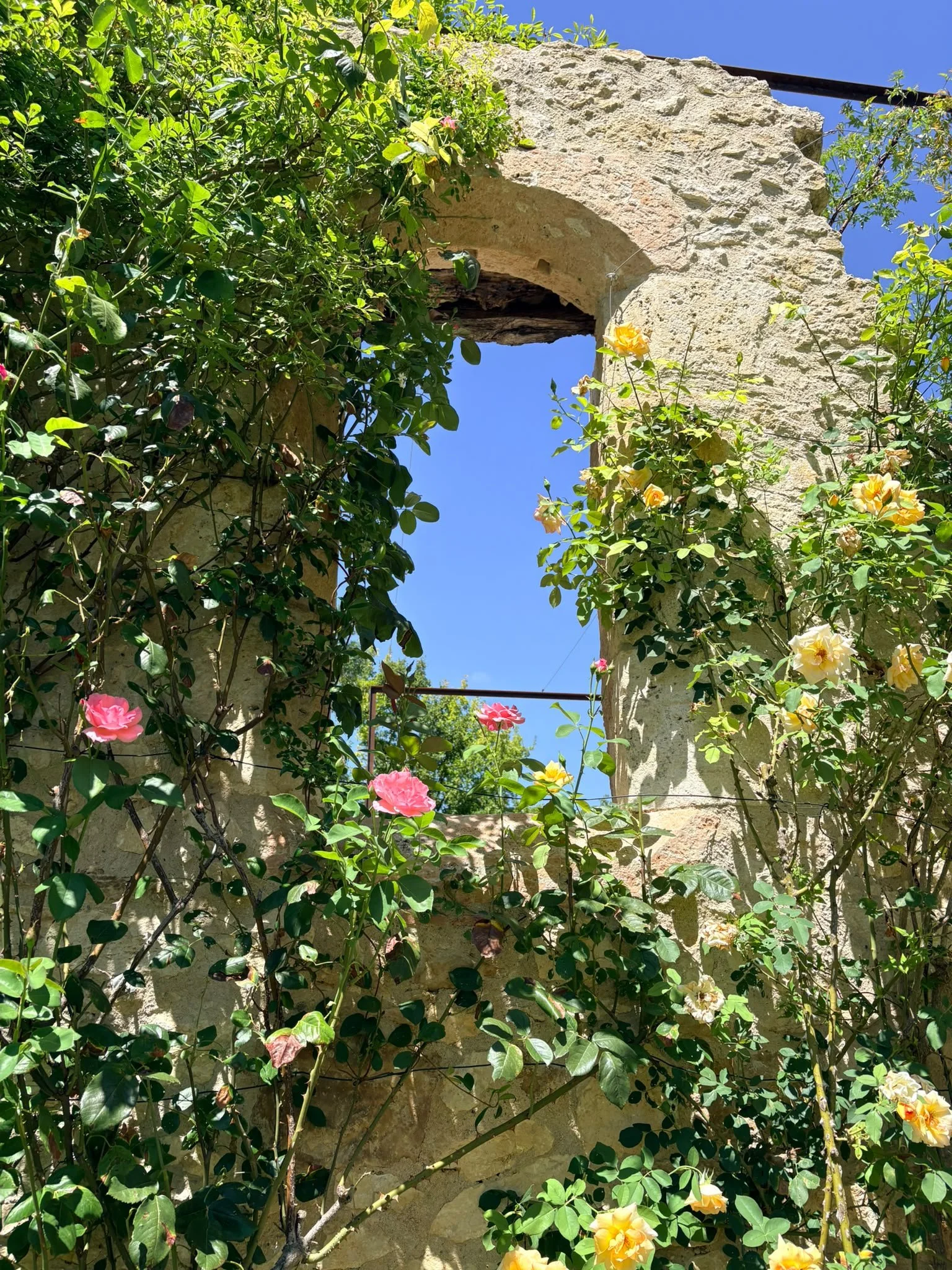 Vivid green foliage with pink and yellow roses growing on an ancient stone structure with a circular archway, under a clear blue sky.