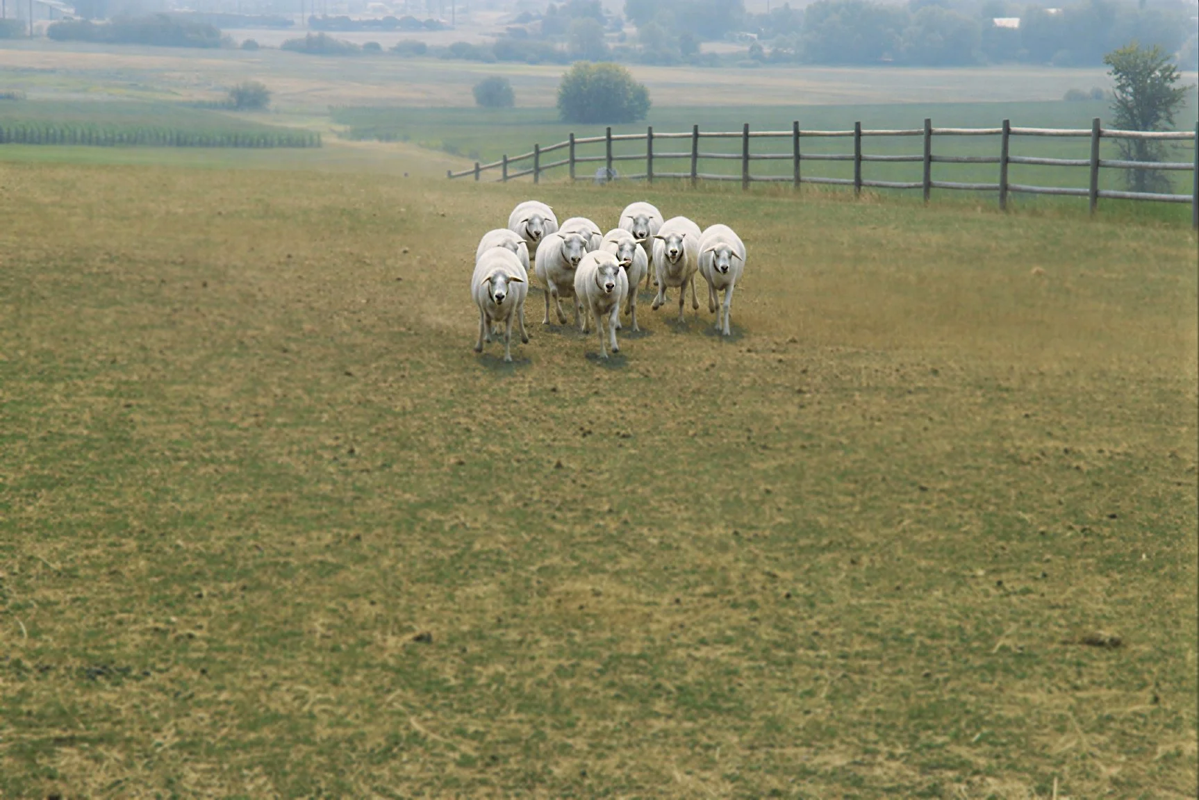 A flock of St Croix ewes for breeding Royal White sheep in Vernon, BC