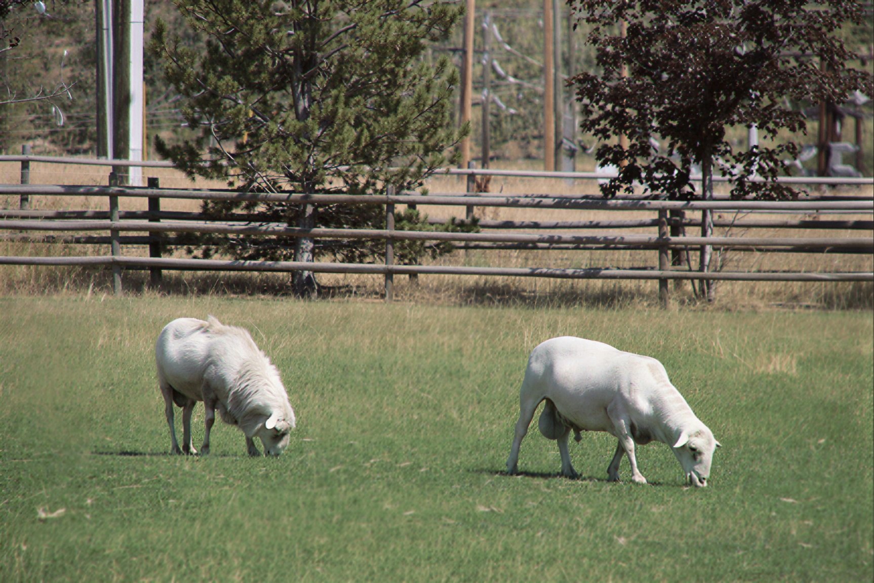 White Dorper sheep are known for their muscling, growth and strong meat characteristics, ideal for breeding stock.