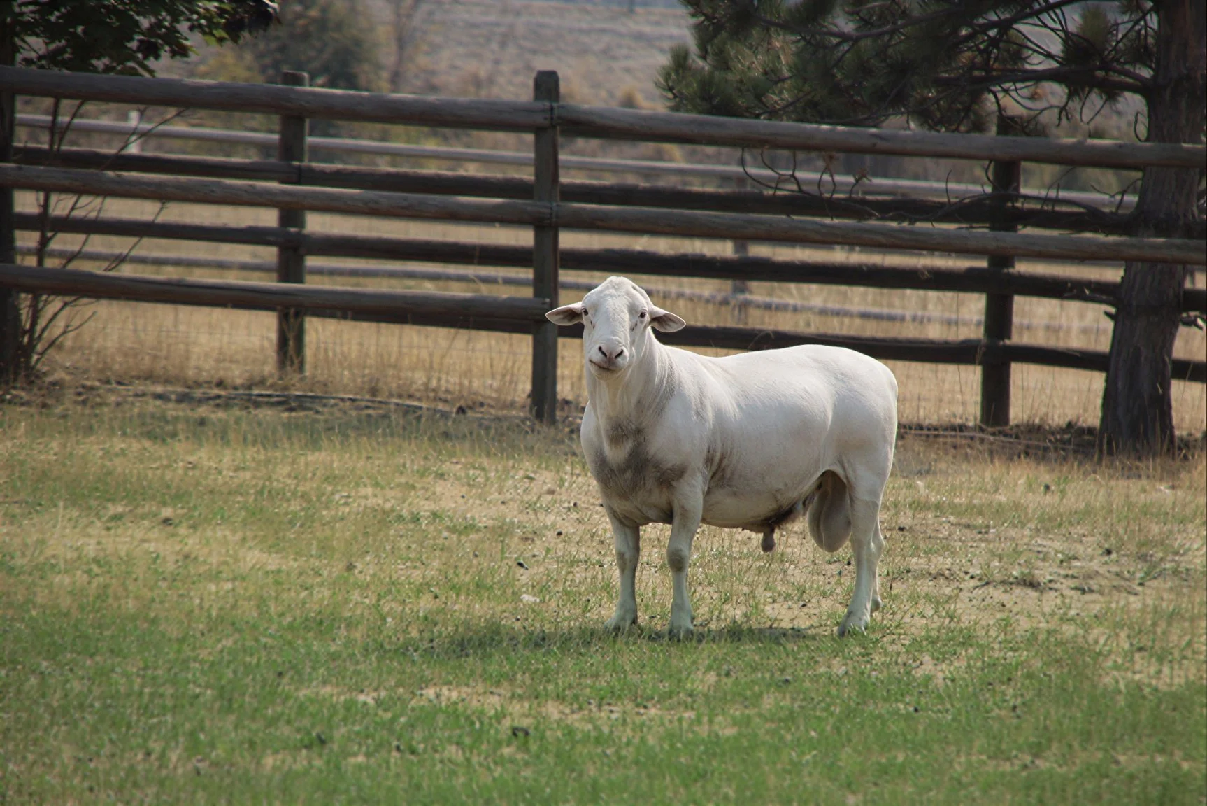 White Dorper sheep farm in Vernon BC