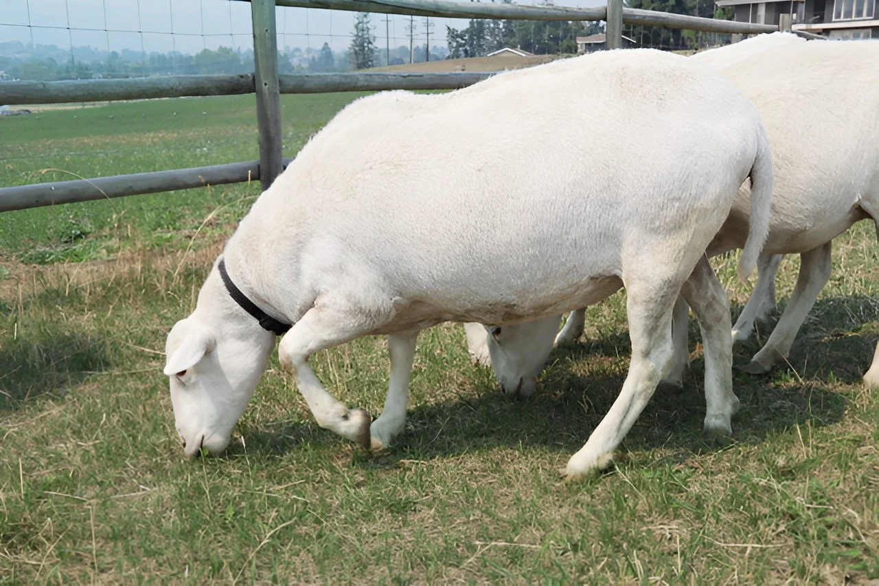 St Croix sheep farm in Vernon, British Columbia