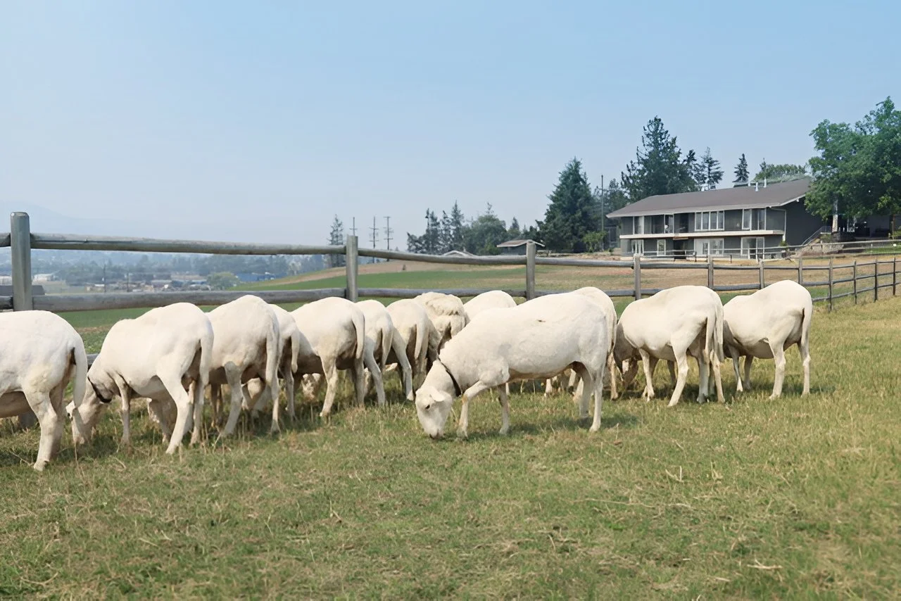 A flock of St. Croix and Royal White sheep grazing on a grassy field in Vernon, BC.