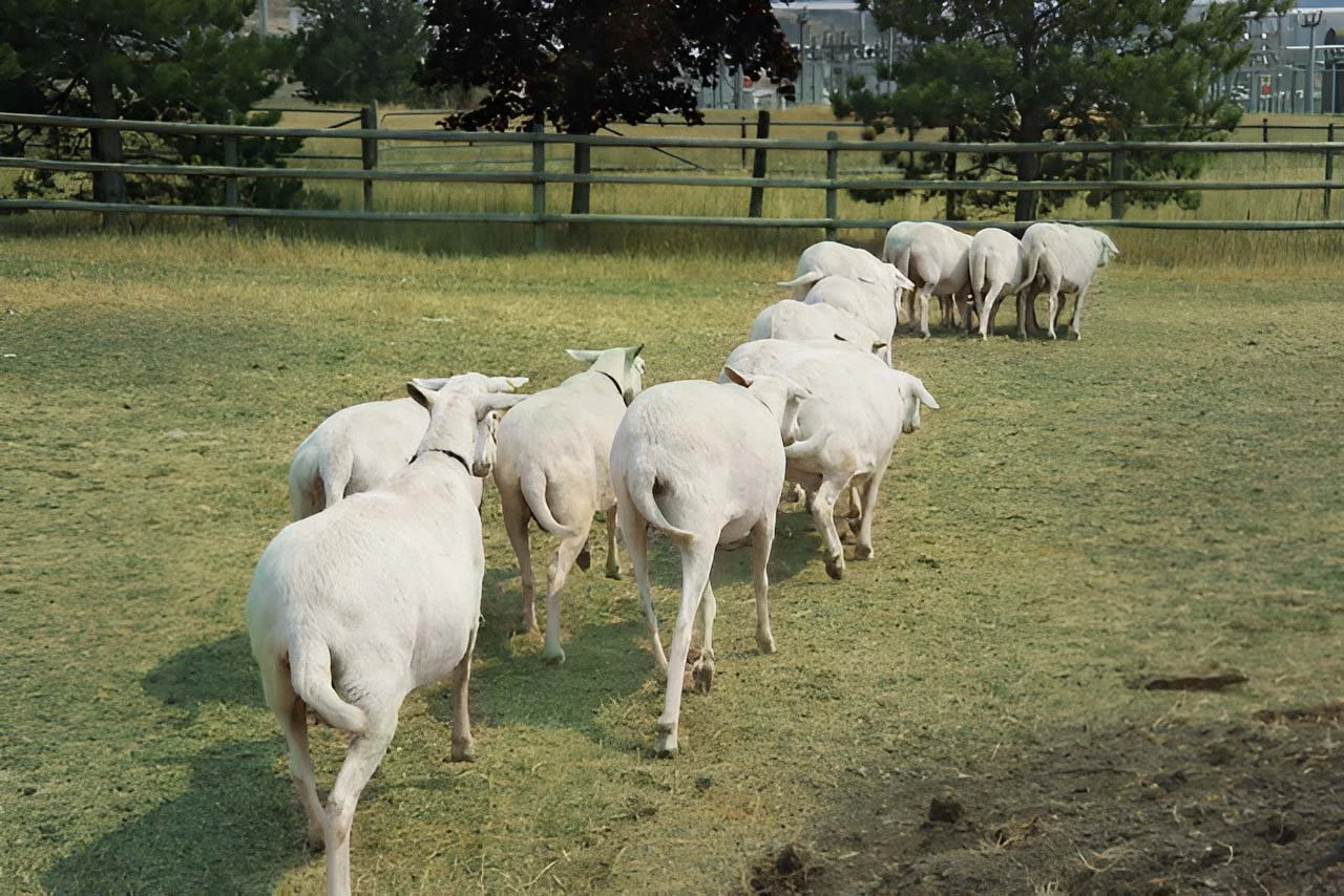 Sheep breeder in Vernon, BC producing Royal White sheep for lean, quality, farm-raised lamb meat.