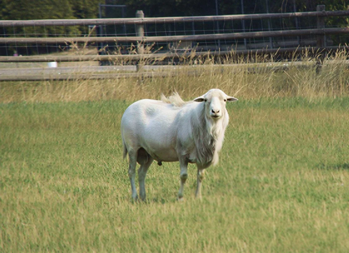 Sheep breeder in Vernon BC raising St. Croix, White Dorper and Royal White sheep.