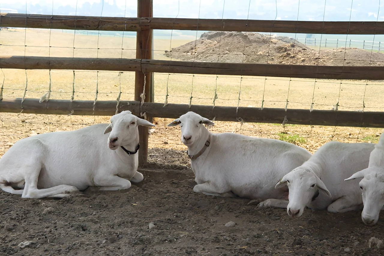 St Croix sheep bring hardiness, strong maternal traits, excellent foraging ability and natural parasite resistance, which makes them excellent ewes for breeding stock.