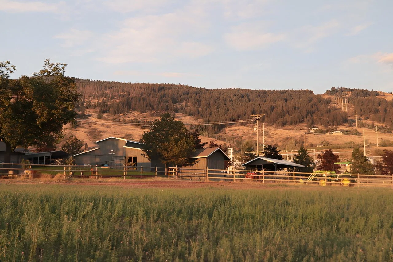 Lazeski Field and Flock Ranch breeds quality sheep and farm-raised lamb in Vernon, BC.
