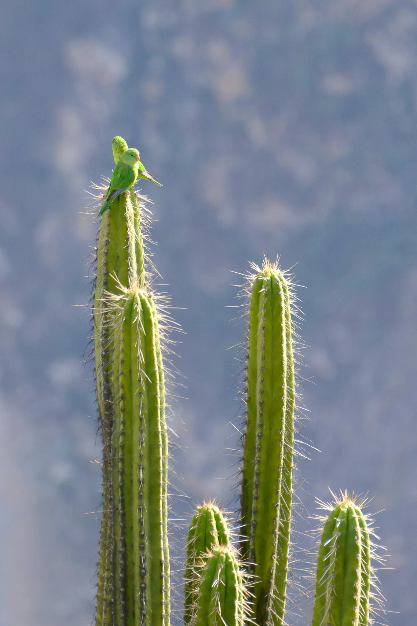 DSCF7016 2.JPG