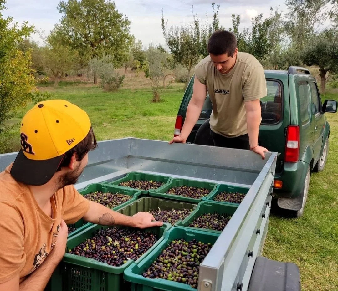 Due uomini stanno caricando cassette di ulivi raccolti su un camion in un campo con alberi di ulivo sullo sfondo.
