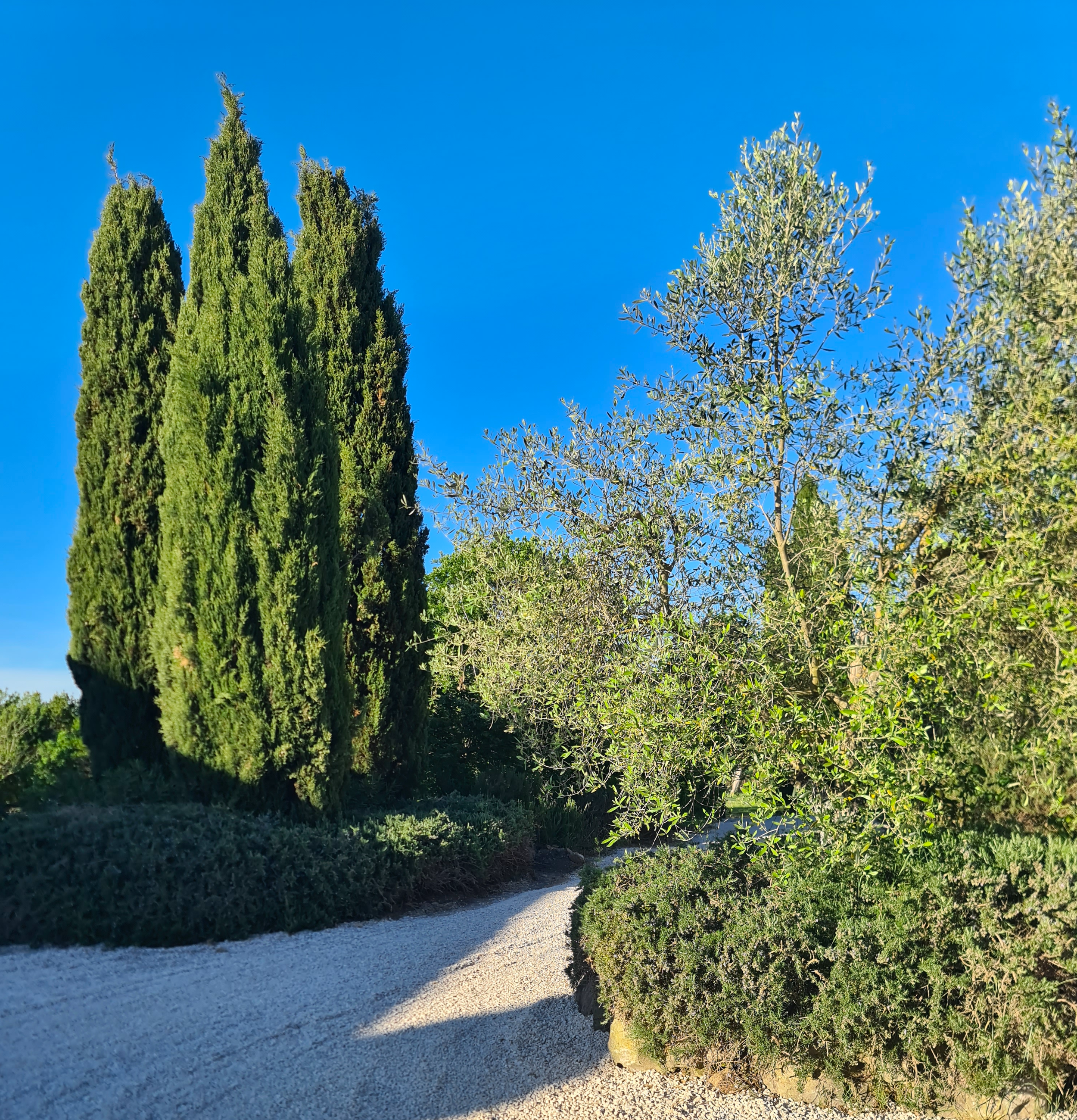 cipressi verdi e ulivi   su un piazzale di ghiaia sotto un cielo blu.