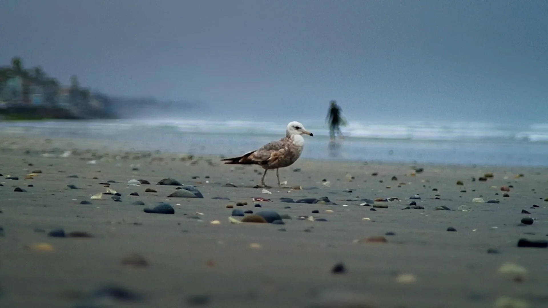 One Clean Beach | Student Emmy Winning Short Doc