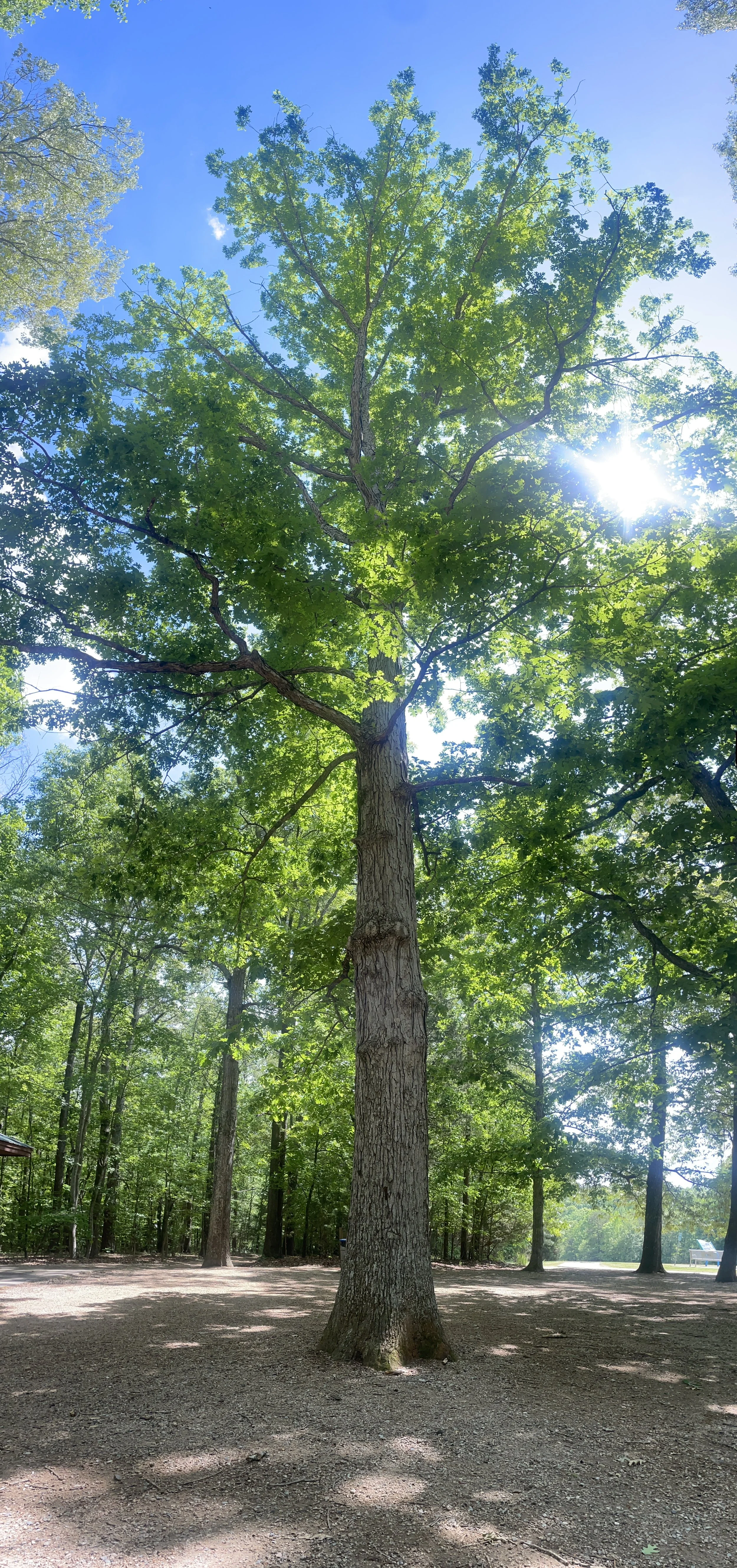 Tall tree with green leaves in a park on a sunny day, blue sky with some clouds visible, and shadows cast on the ground.