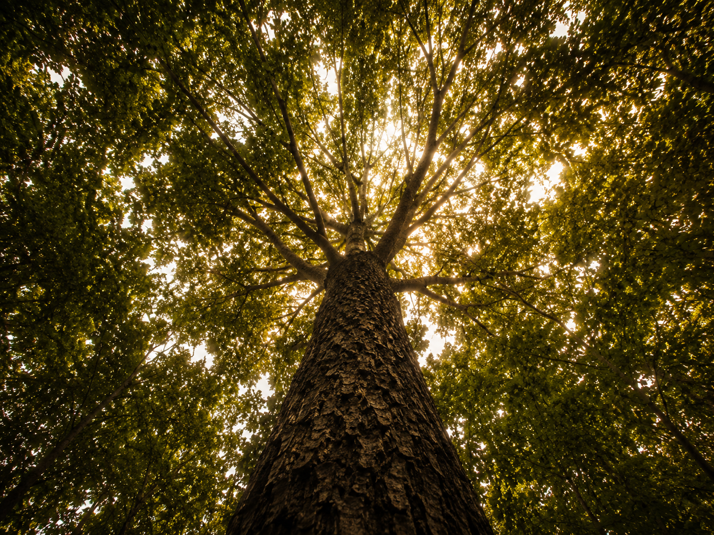 Looking up at a tall tree with dense green leaves and sunlight filtering through.