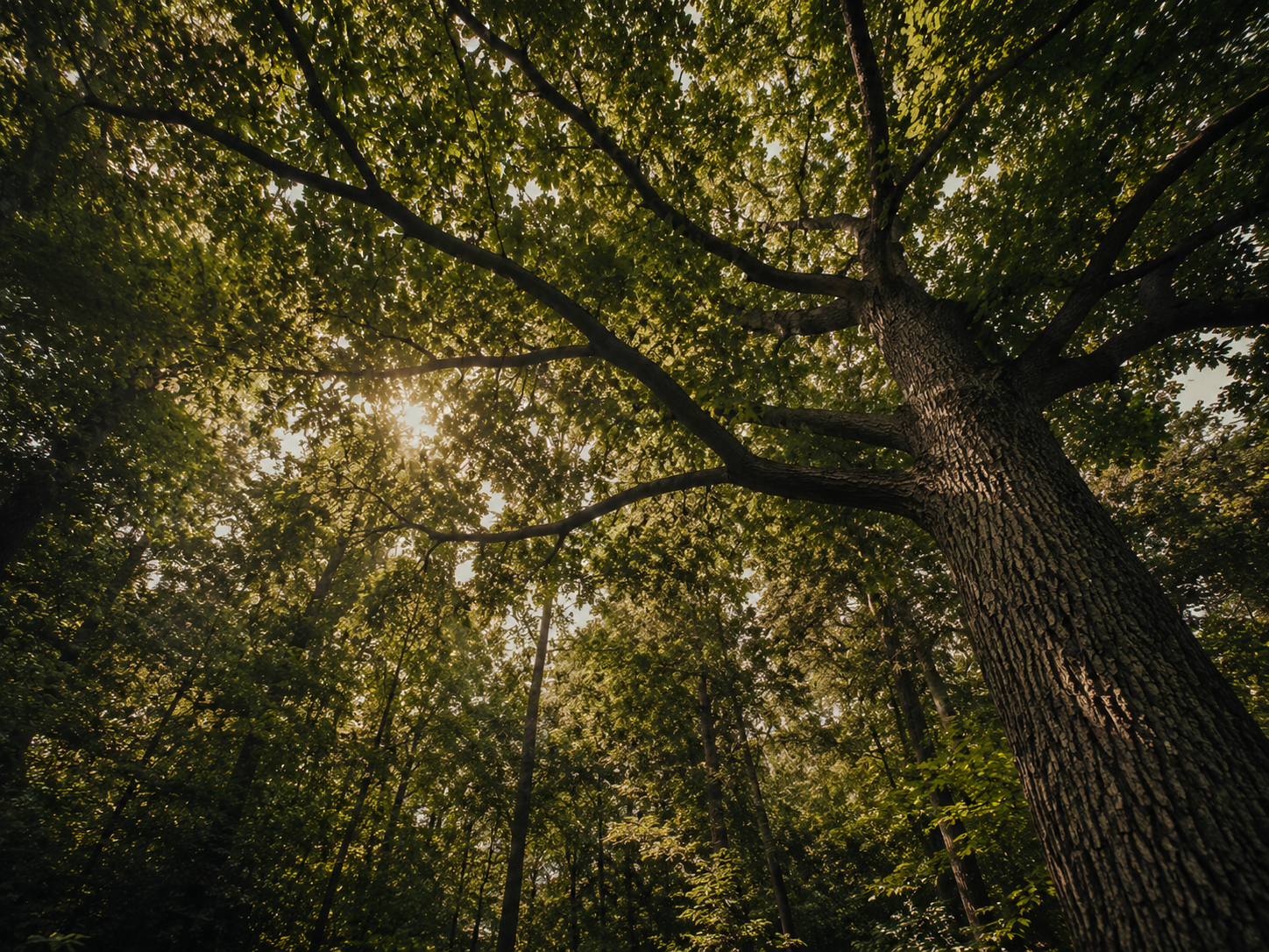 Looking up at a tall tree in a dense forest during daytime, with sunlight filtering through the green leaves.