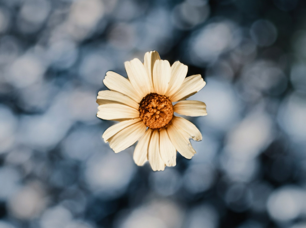 Close-up of a cream-colored flower with orange center against a bokeh background.