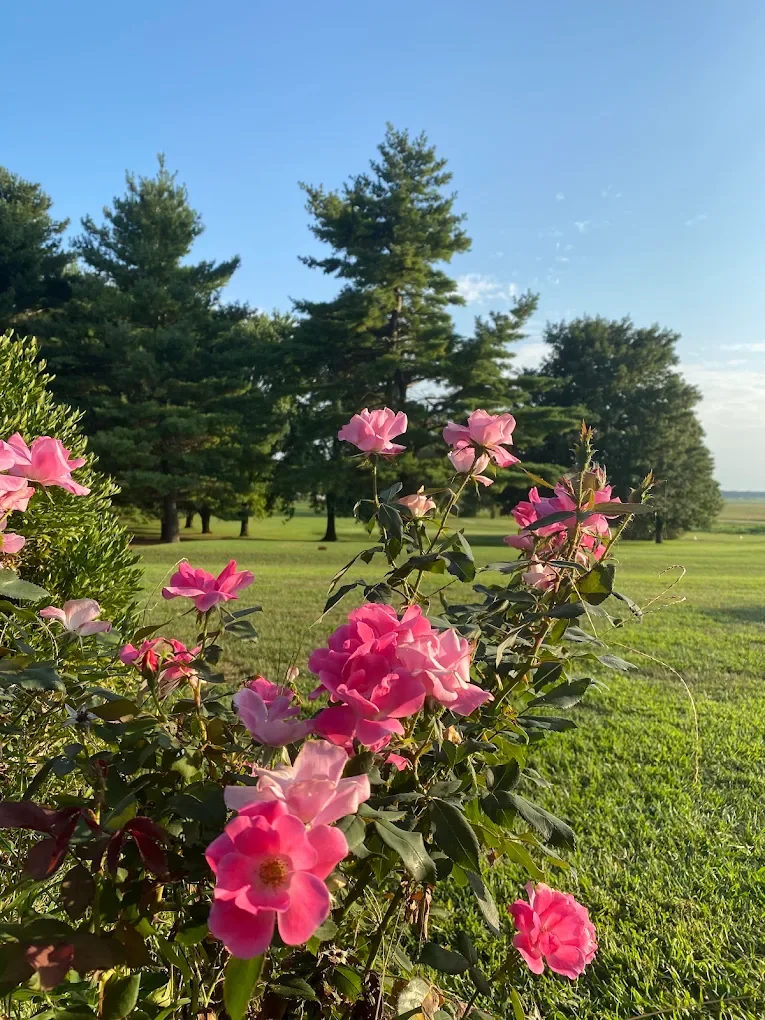 Pink roses blooming in a garden with green trees and grass in the background under a blue sky.