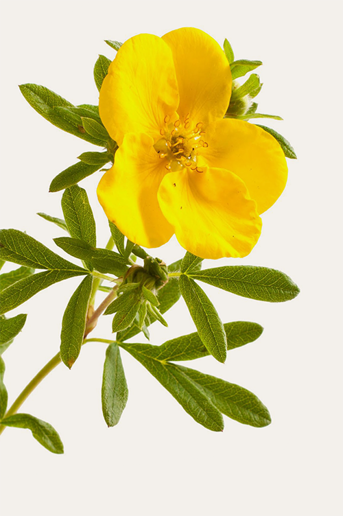 A yellow flower with green leaves and stems isolated on a white background.
