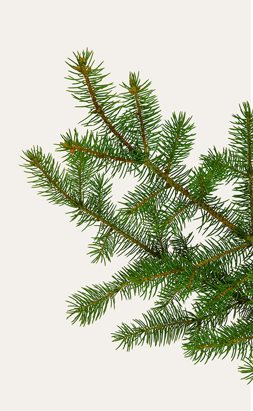 Close-up of green pine tree branches with needles on a white background.
