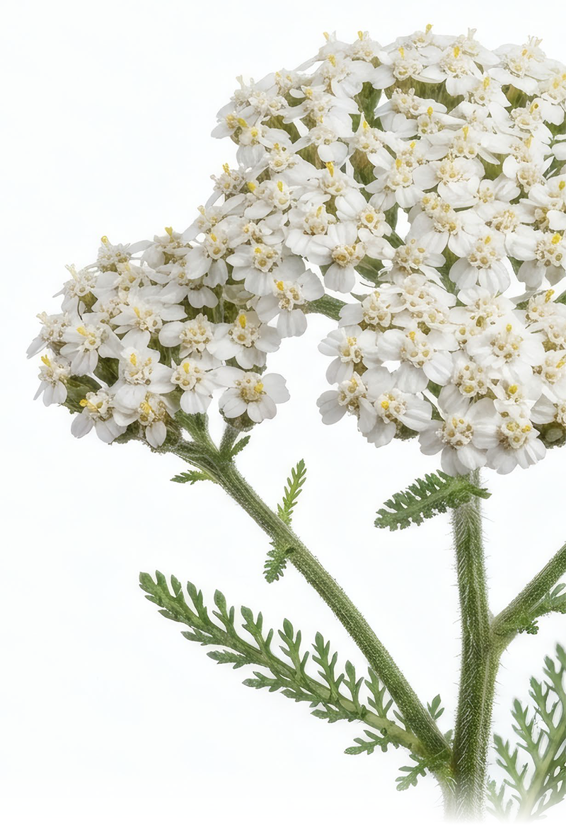 Close-up of a white flowering plant with small, clustered white petals and green, fern-like leaves.
