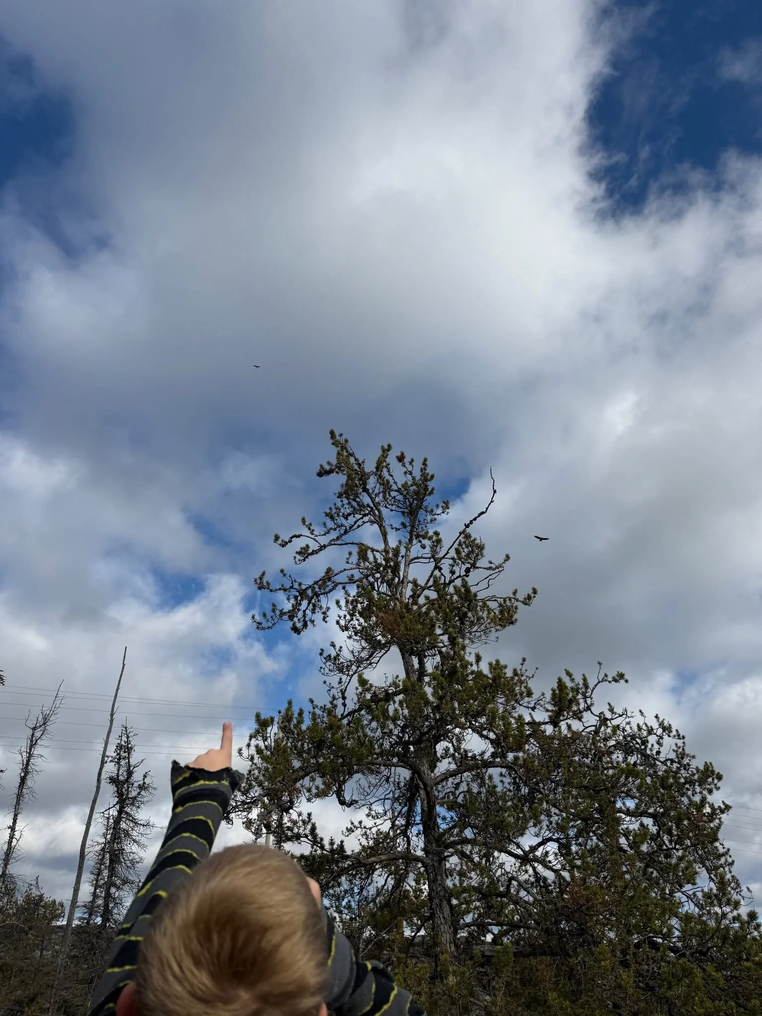 Child pointing at a tall, sparse pine tree under a partly cloudy sky with birds flying around.