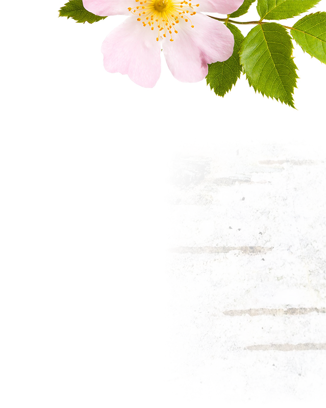 A pink flower with a yellow center and green leaves on a white background.