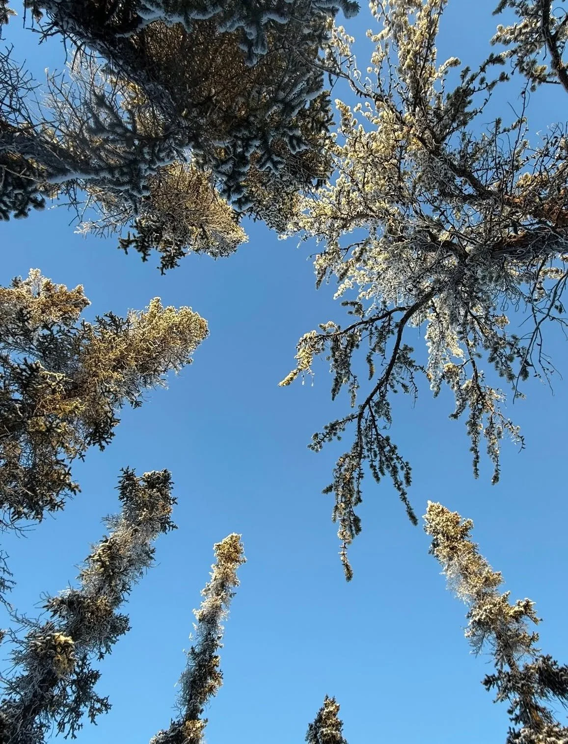 Looking up at snow-covered evergreen and deciduous trees against a clear blue sky.