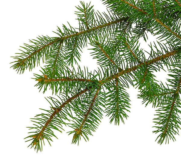 Green pine tree branches with needle leaves on a white background
