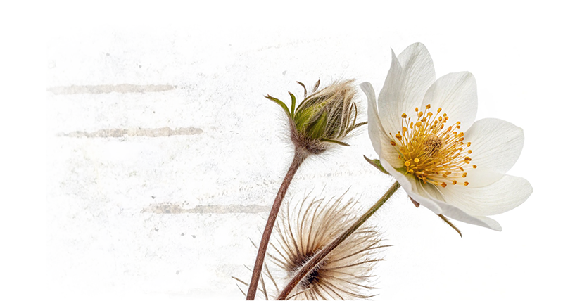 White wildflower with yellow center and brown dried seed head on a textured light background.