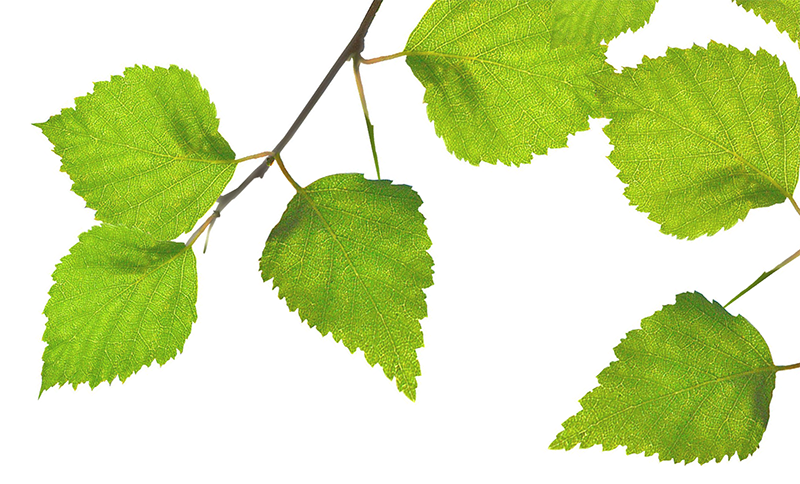 A branch with green, serrated leaves against a white background.