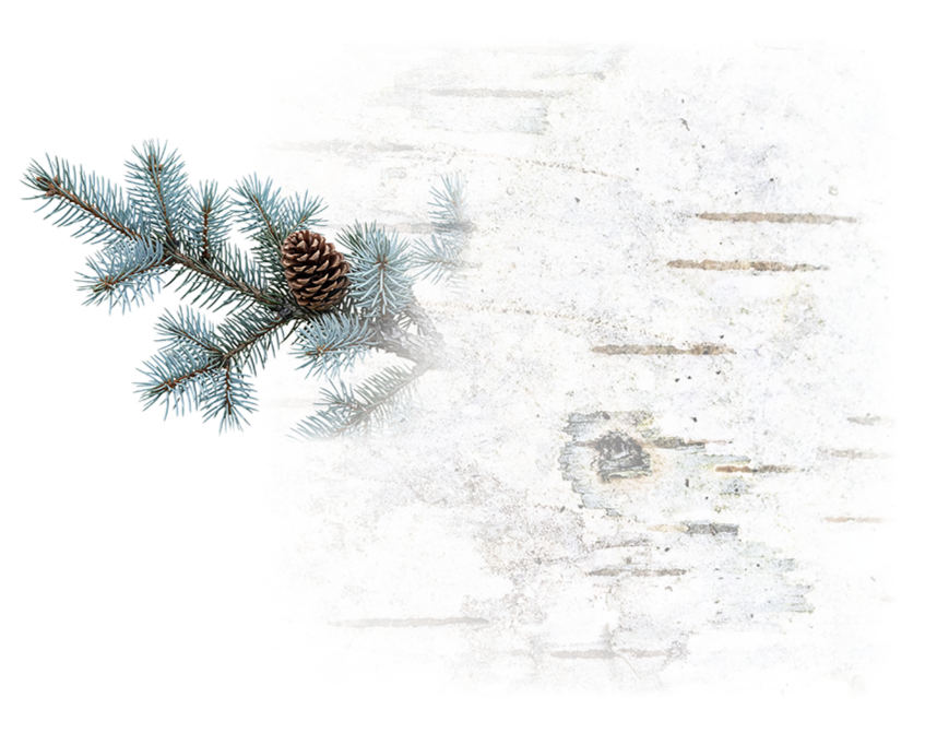 Decorative image of a pine branch with pinecone on a textured light background.