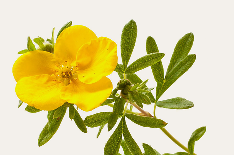 A yellow flower on a green plant with elongated leaves