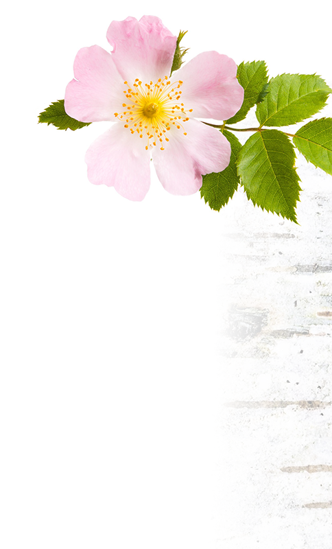A pink flower with yellow stamens and green leaves on a white background.