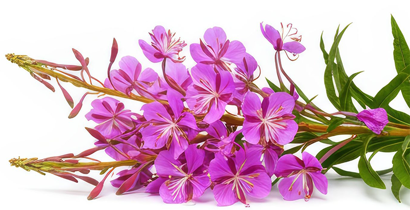 A bouquet of purple and pink flowers with green leaves on a white background.
