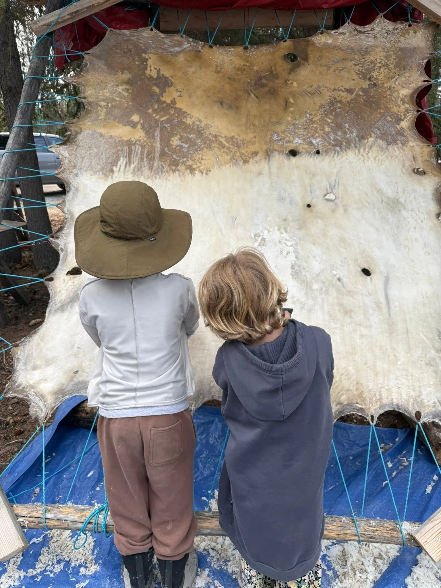 Two children with their backs turned, standing on a blue tarp, observing a large animal hide stretched out on a wooden frame outdoors, surrounded by logs, trees, and snow on the ground.