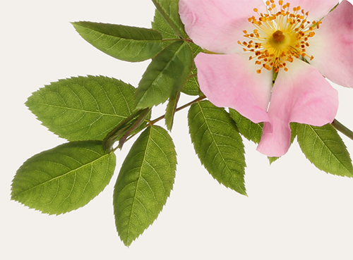 Pink flower with yellow center and green leaves.