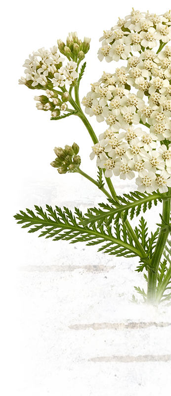 Close-up of a white flowering plant with delicate small blossoms and fern-like green leaves.