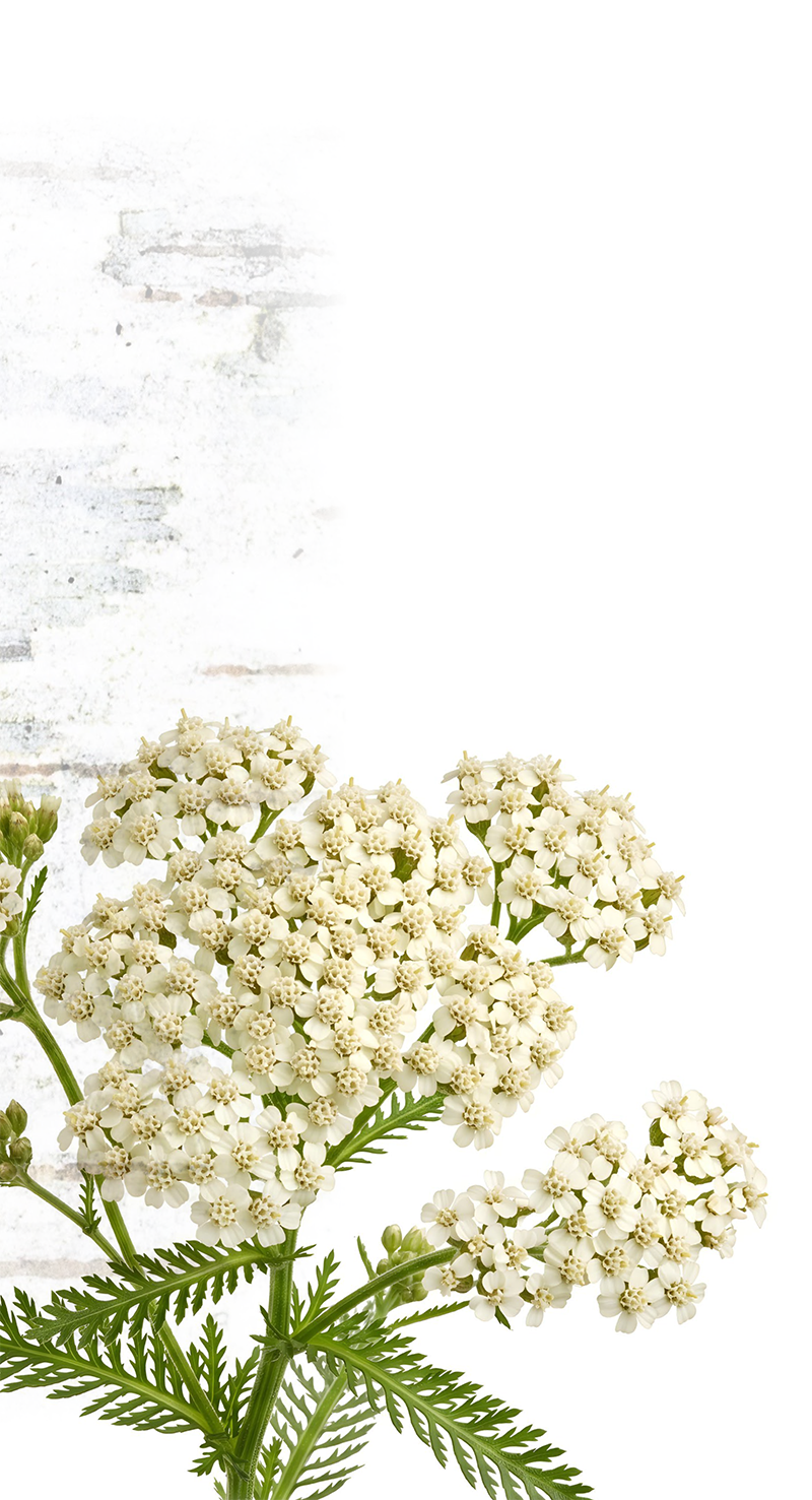 White flowering plant with green fern-like leaves against a light textured background.