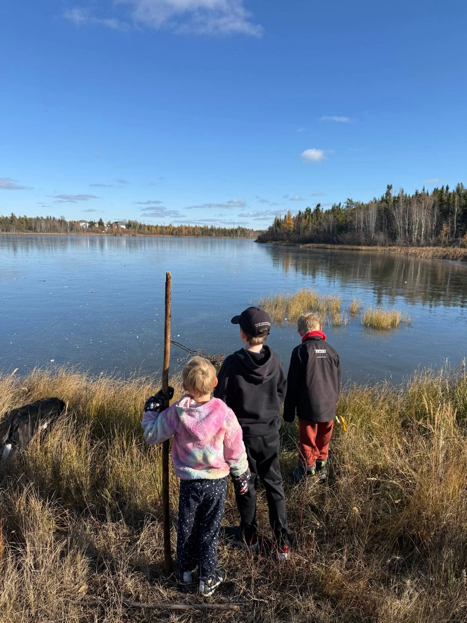 Four children and a dog observe a body of water surrounded by tall grass and trees, with houses distant on the horizon and a clear blue sky overhead.