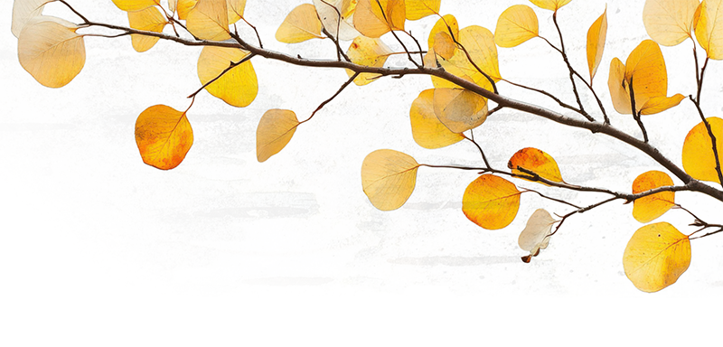 A tree branch with yellow and orange autumn leaves against a white background.