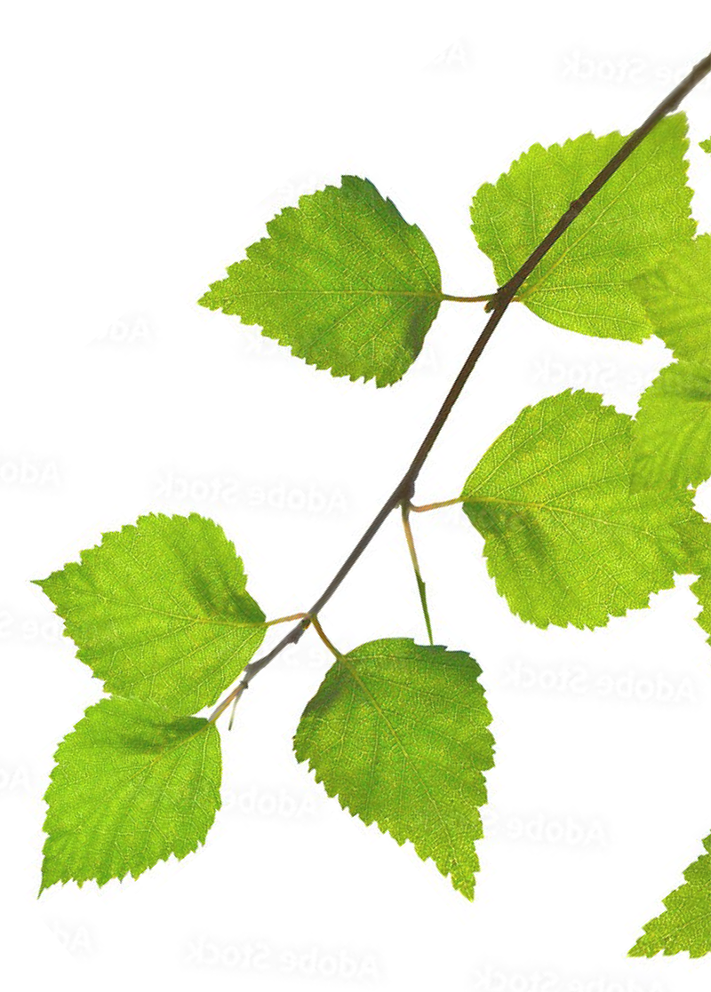 Green leaves attached to a thin branch against a white background.