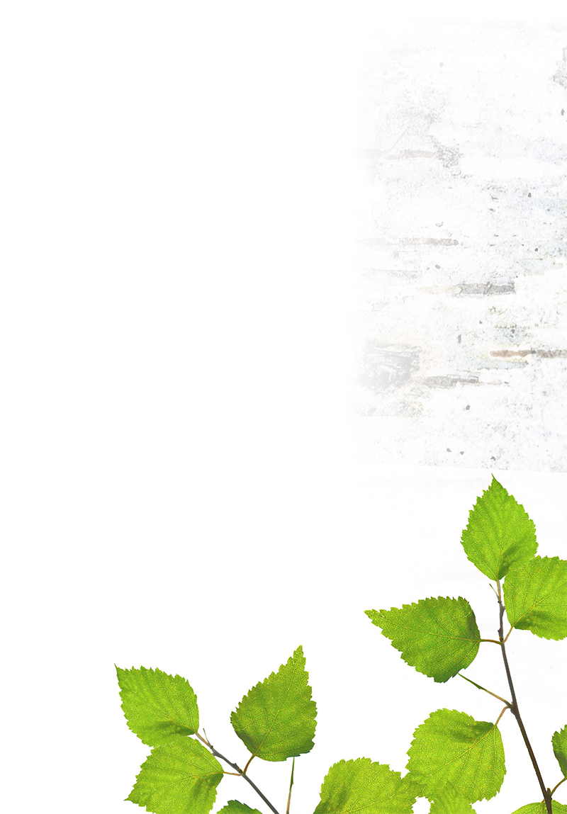 Green leaves on a branch against a white background with a subtle texture on the top right.