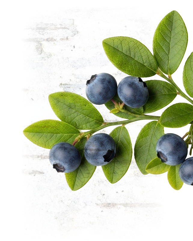 Close-up of a branch with green leaves and ripe blueberries against a white background.