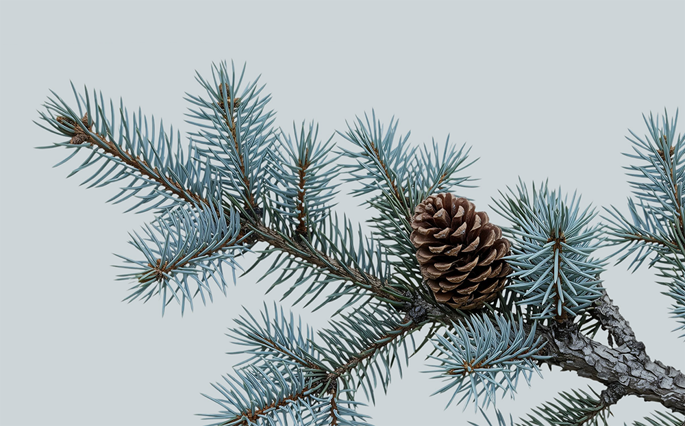 A pine branch with blue-green needles and a pine cone on a light gray background.