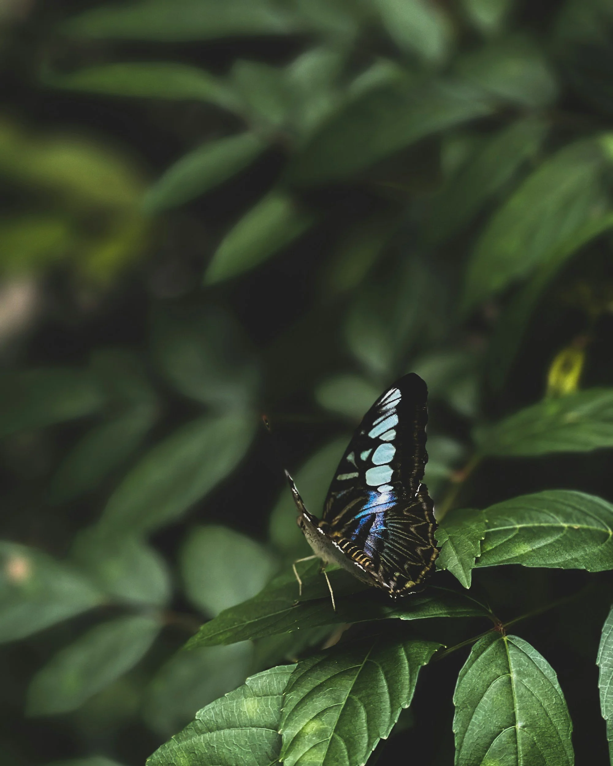Close-up of a black butterfly with blue and white markings on green leaves.