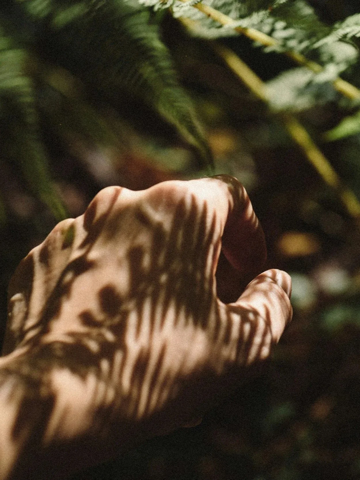 A hand with shadows cast from fern leaves reaches towards a background of green foliage.