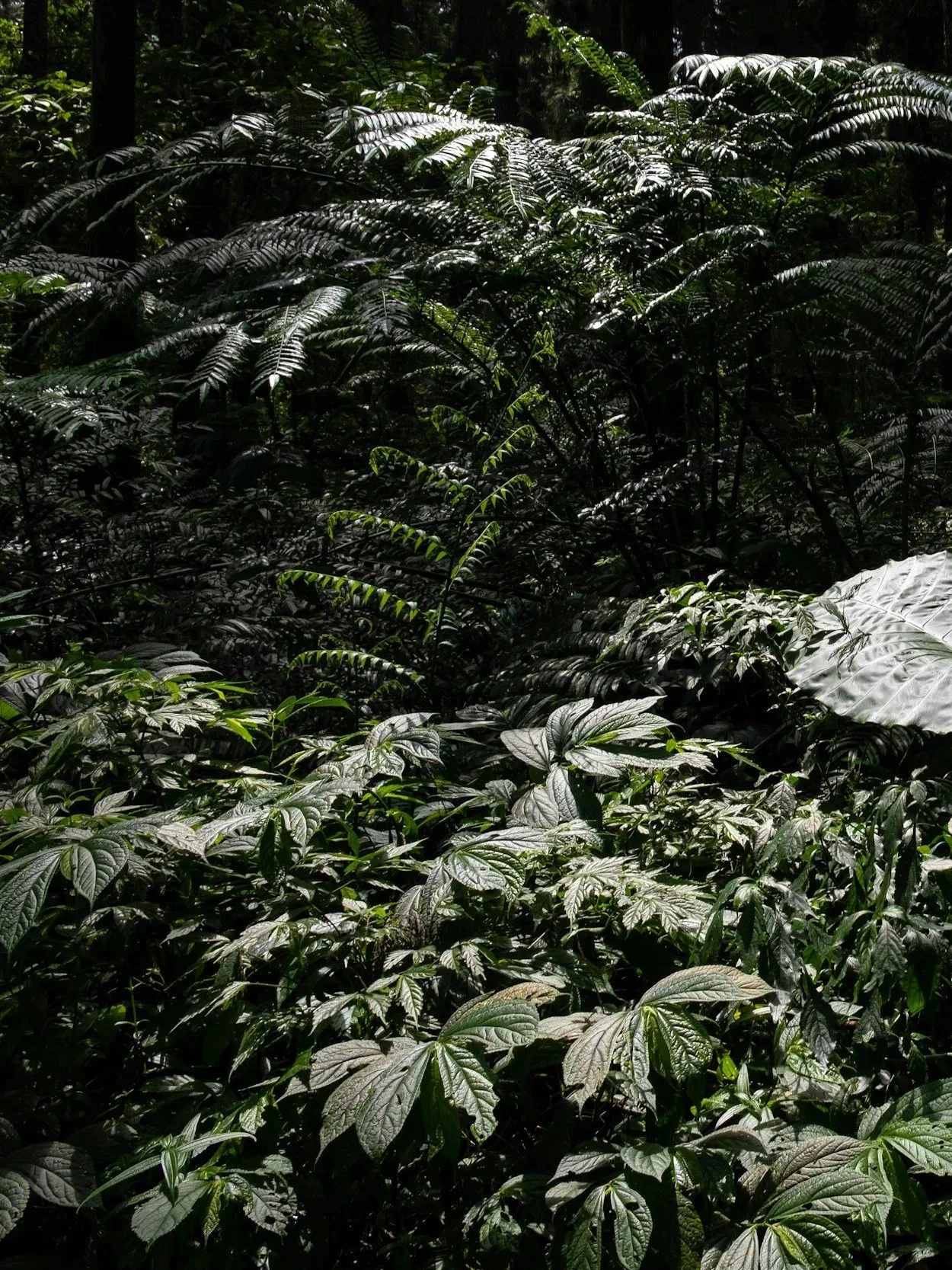 Dense green tropical forest with various types of large lush leaves, sunlight filtering through the canopy.
