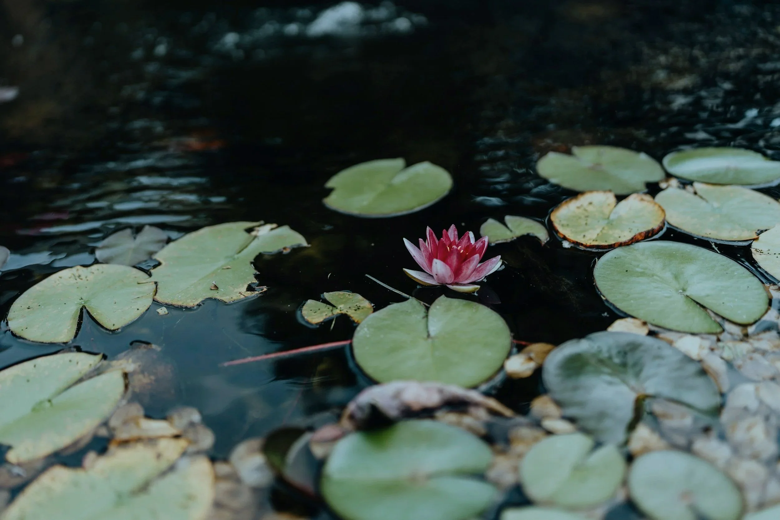 A pink water lily bloom floating among green lily pads on a dark pond.