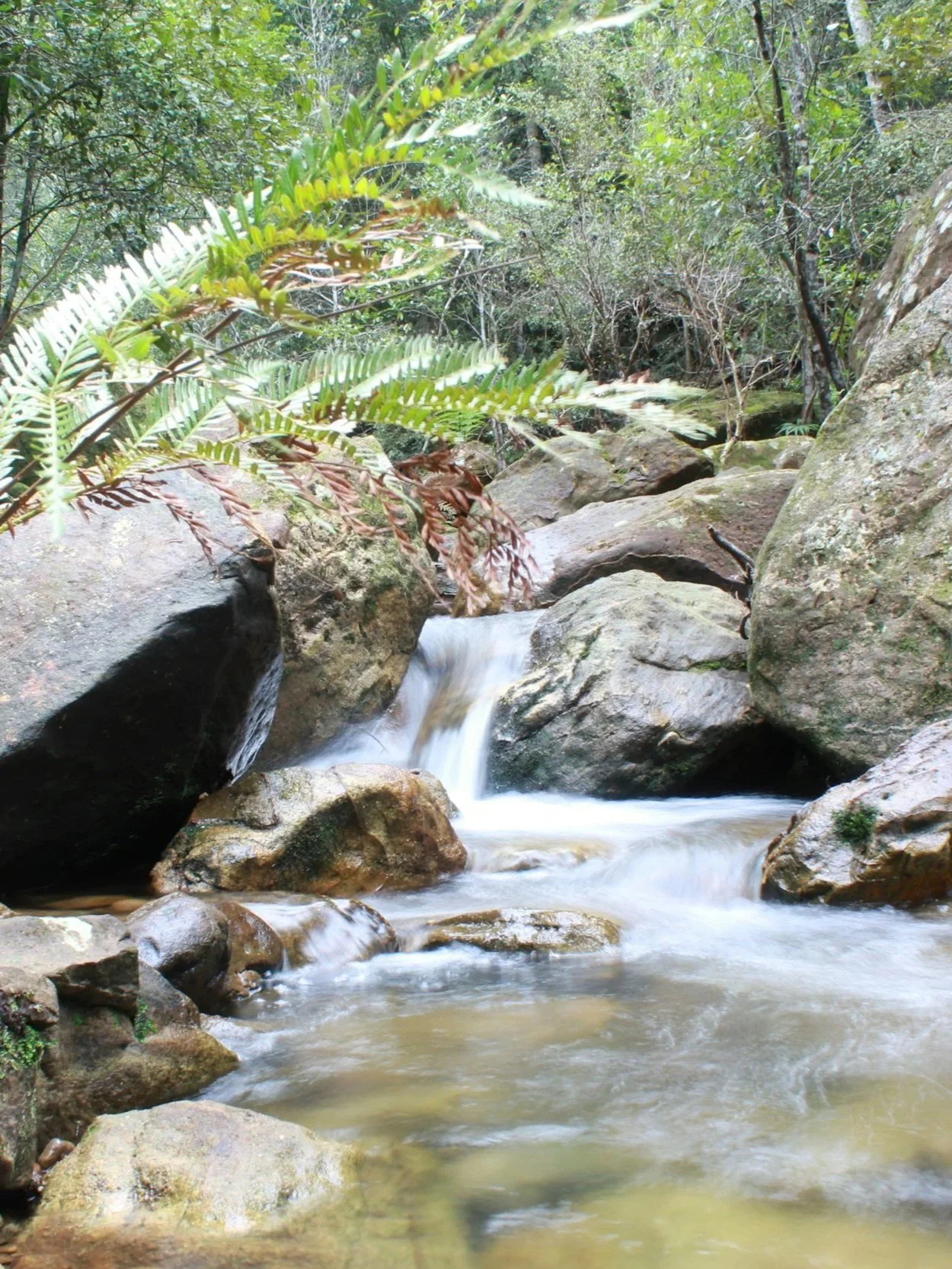 A small waterfall flowing over rocks in a forest with green foliage and trees. Peaceful, calm nature.